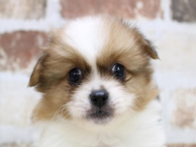 広島県のハーフ犬 (ペッツワン広島LECT店/2023年9月25日生まれ/男の子/レッドホワイト)の子犬